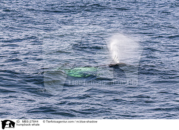 humpback whale / MBS-27844