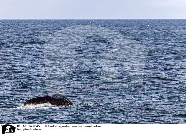 humpback whale / MBS-27845