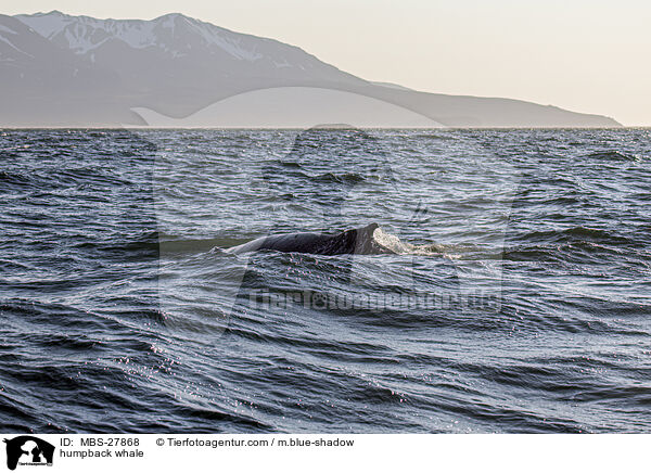 humpback whale / MBS-27868