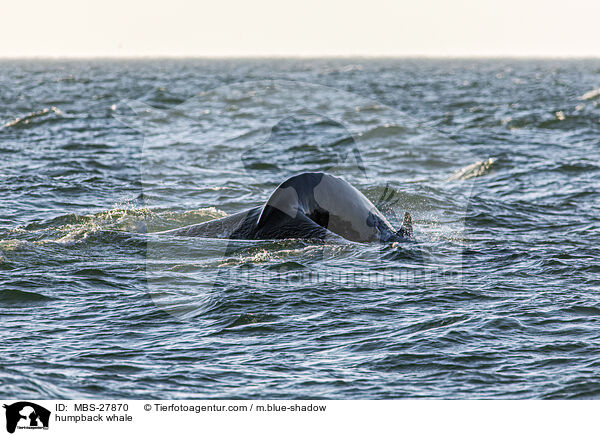 humpback whale / MBS-27870