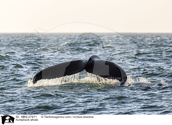 humpback whale / MBS-27871