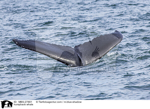 humpback whale / MBS-27881