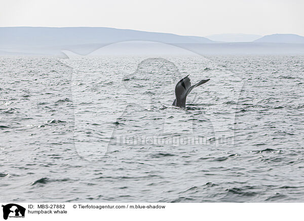 humpback whale / MBS-27882