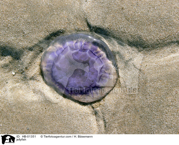Qualle / jellyfish / HB-01351