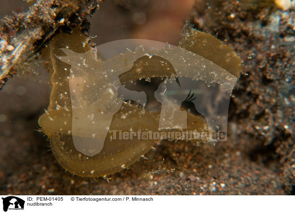 nudibranch / PEM-01405