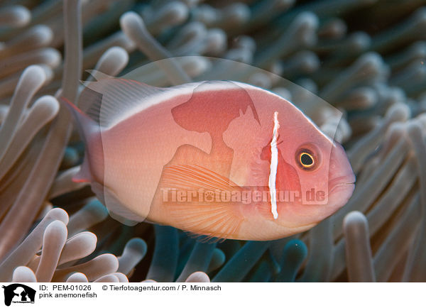 Halsband-Anemonenfisch / pink anemonefish / PEM-01026