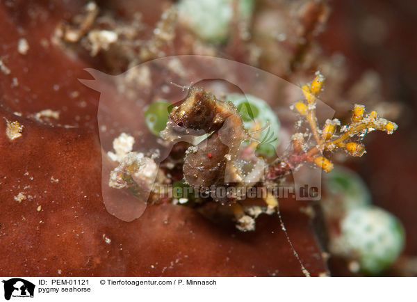 Zwerg-Seepferdchen / pygmy seahorse / PEM-01121