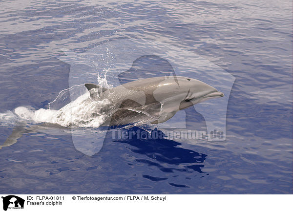 Fraser's dolphin / FLPA-01811