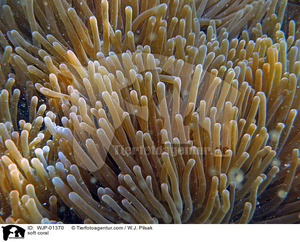 soft coral / WJP-01370