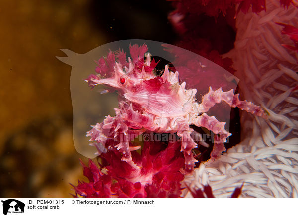 Weichkorallen-Spinnenkrabbe / soft coral crab / PEM-01315