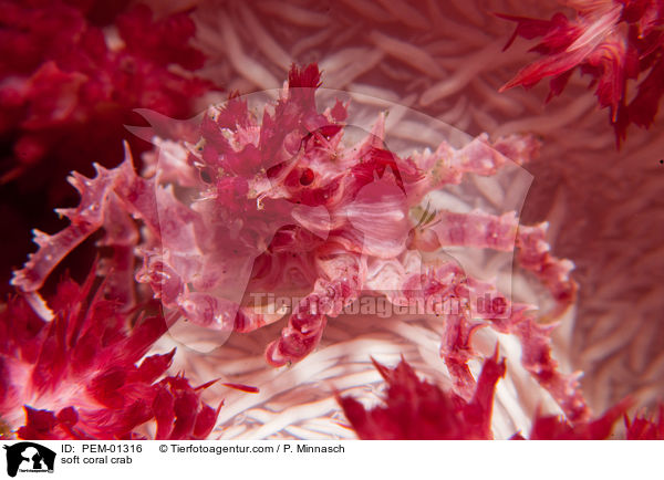 Weichkorallen-Spinnenkrabbe / soft coral crab / PEM-01316