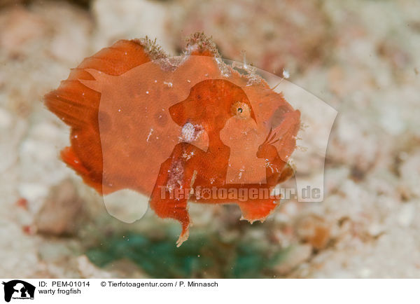 Warzen-Anglerfisch / warty frogfish / PEM-01014