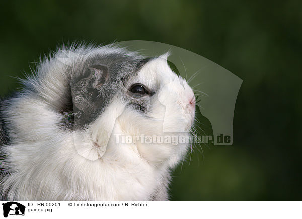 guinea pig / RR-00201