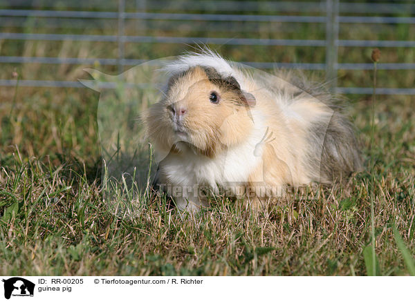 guinea pig / RR-00205