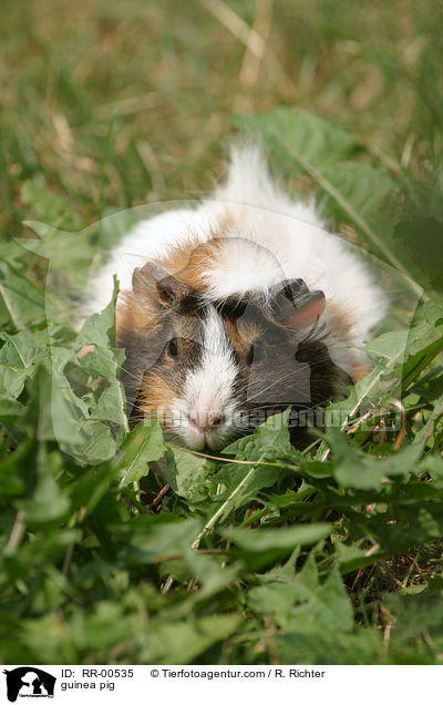 guinea pig / RR-00535