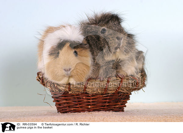 guinea pigs in the basket / RR-03594