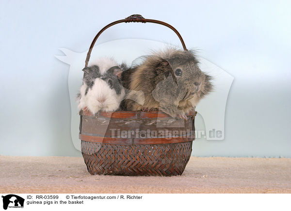 guinea pigs in the basket / RR-03599