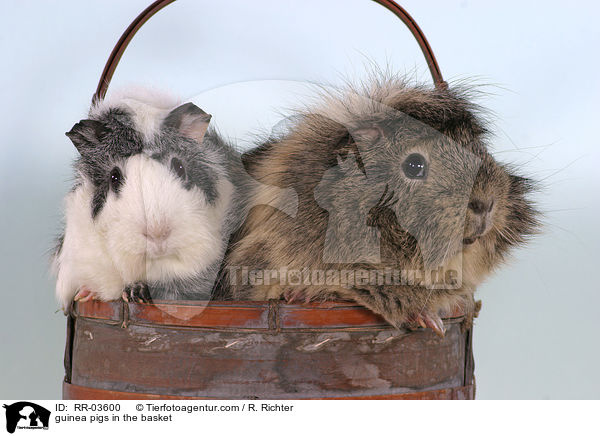 guinea pigs in the basket / RR-03600