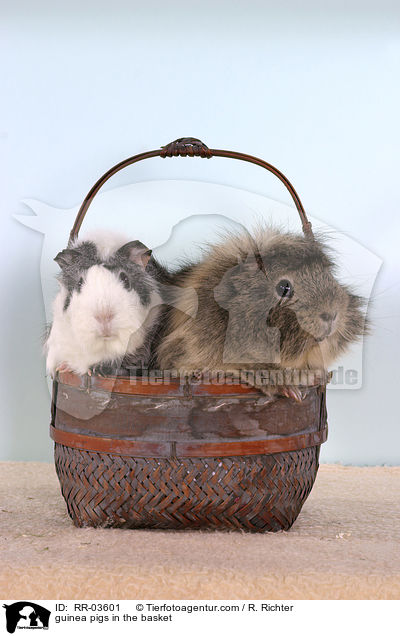 guinea pigs in the basket / RR-03601