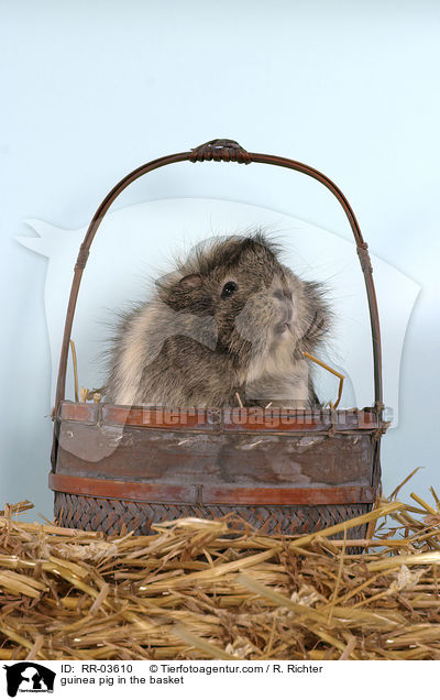 guinea pig in the basket / RR-03610