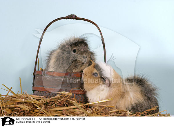 guinea pigs in the basket / RR-03611