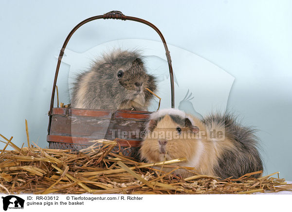 guinea pigs in the basket / RR-03612