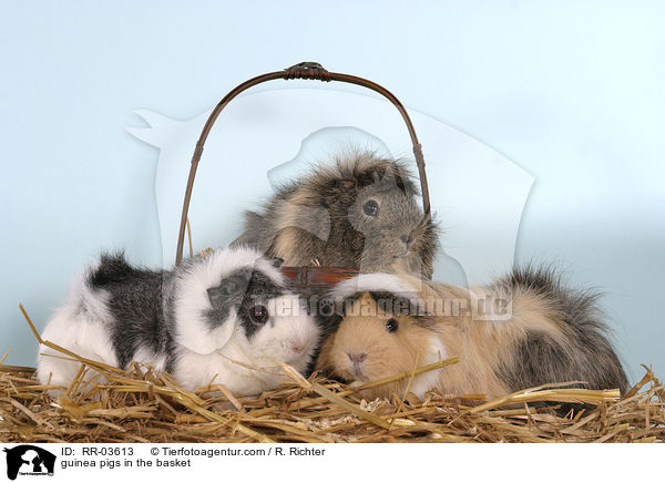 guinea pigs in the basket / RR-03613