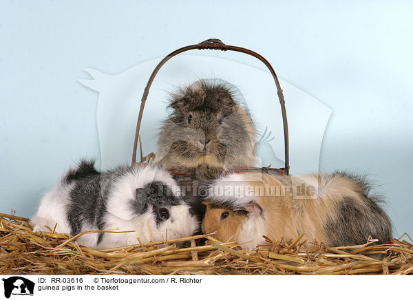guinea pigs in the basket / RR-03616