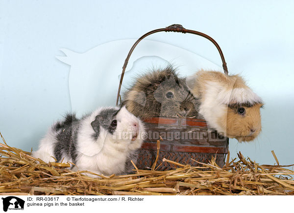 guinea pigs in the basket / RR-03617