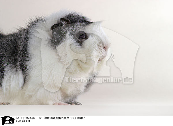 guinea pig / RR-03626