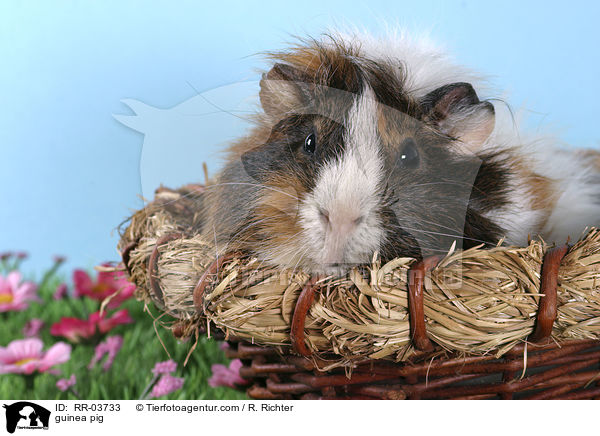 guinea pig / RR-03733