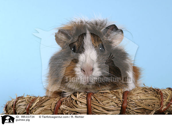 guinea pig / RR-03734