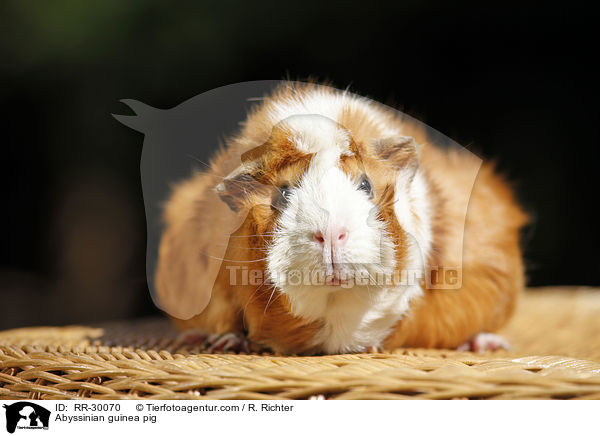 Abyssinian guinea pig / RR-30070