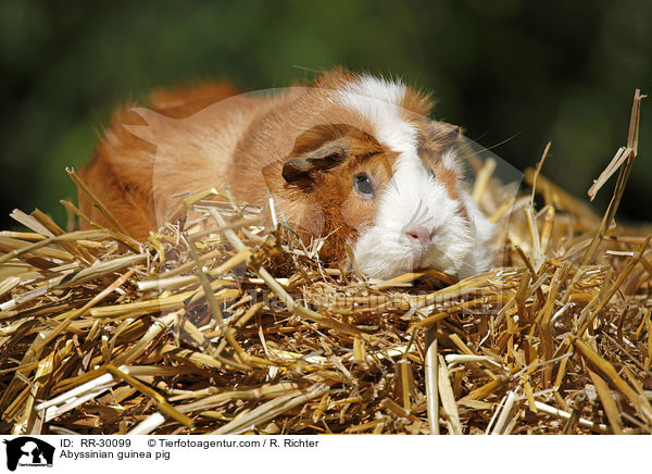 Abyssinian guinea pig / RR-30099
