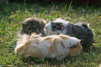 guinea pigs