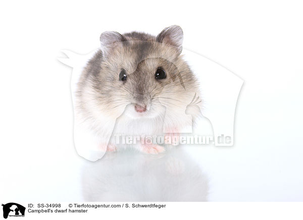 Campbell's dwarf hamster / SS-34998