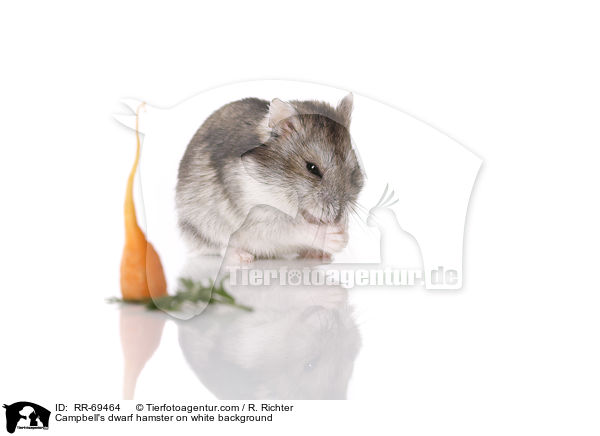 Campbell's dwarf hamster on white background / RR-69464