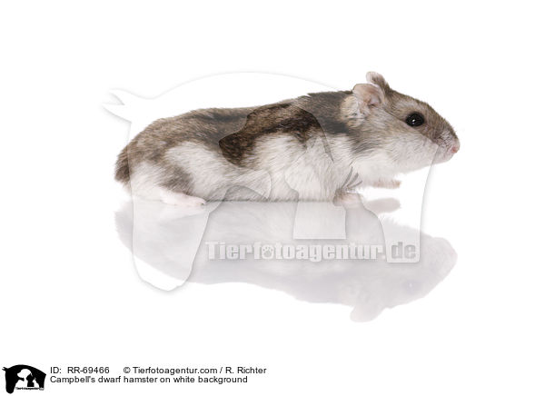 Campbell's dwarf hamster on white background / RR-69466