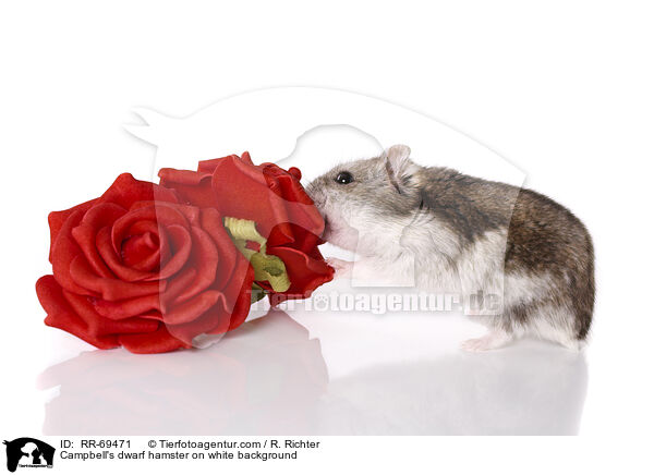 Campbell's dwarf hamster on white background / RR-69471