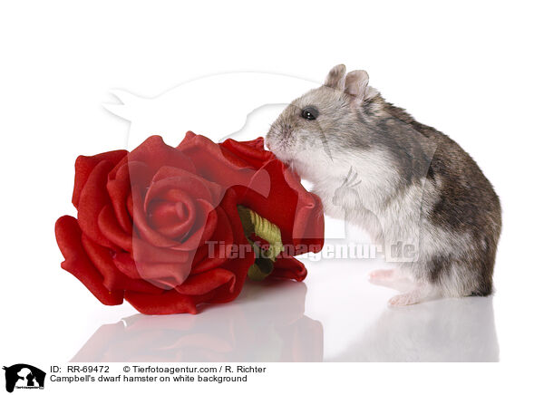 Campbell's dwarf hamster on white background / RR-69472