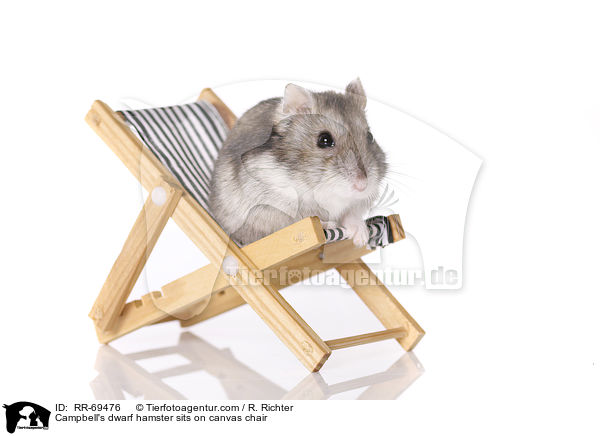 Campbell's dwarf hamster sits on canvas chair / RR-69476