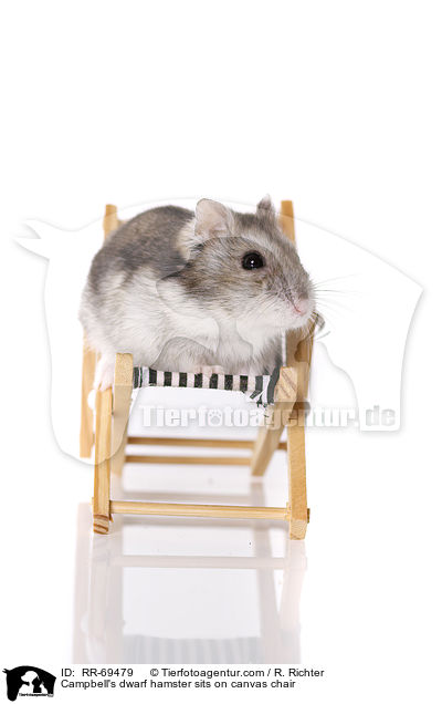 Campbell's dwarf hamster sits on canvas chair / RR-69479