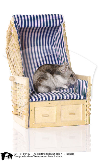 Campbell's dwarf hamster on beach chair / RR-69483