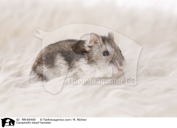 Campbell's dwarf hamster / RR-69489