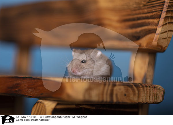 Campbell Zwerghamster / Campbells dwarf hamster / MW-14310