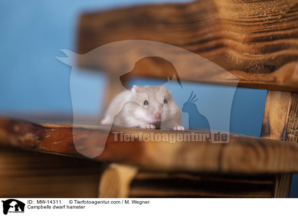 Campbell Zwerghamster / Campbells dwarf hamster / MW-14311