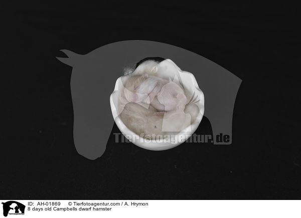 8 days old Campbells dwarf hamster / AH-01869