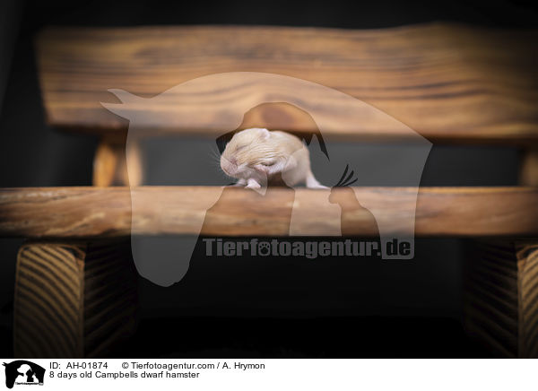 8 days old Campbells dwarf hamster / AH-01874