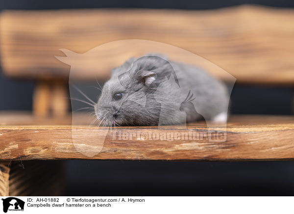 Campbells dwarf hamster on a bench / AH-01882