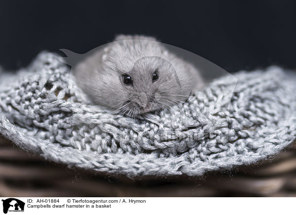 Campbells dwarf hamster in a basket / AH-01884